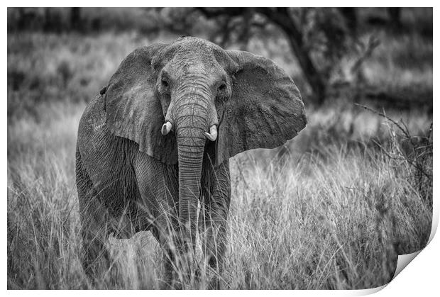 African elephant Print by Janette Hill