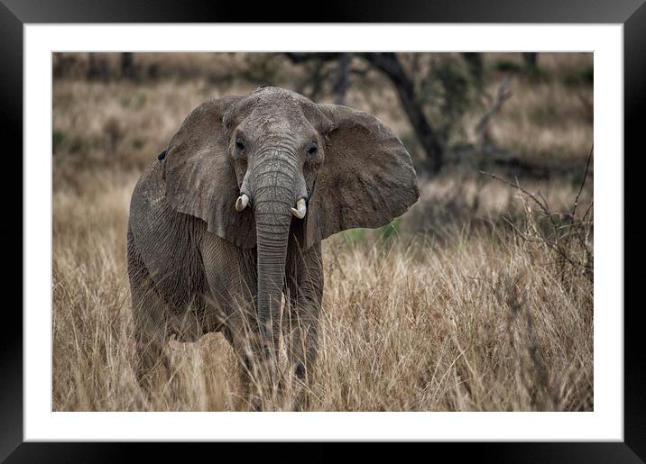 African elephant, Murchison Falls, Uganda Framed Mounted Print by Janette Hill