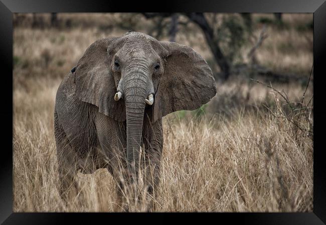 African elephant, Murchison Falls, Uganda Framed Print by Janette Hill