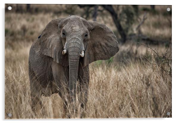 African elephant, Murchison Falls, Uganda Acrylic by Janette Hill