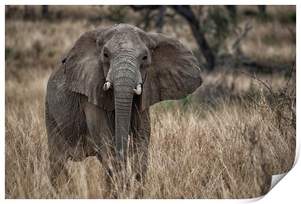 African elephant, Murchison Falls, Uganda Print by Janette Hill
