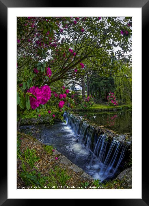 Flower Creek Framed Mounted Print by Ian Mitchell
