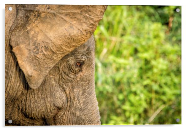 Asian Elephant, Sri Lanka Acrylic by Janette Hill