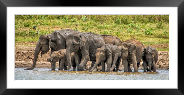 Thirsty Asian Elephants, Sri Lanka Framed Mounted Print by Janette Hill