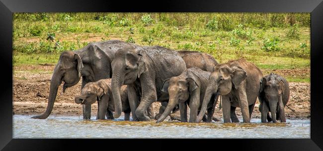 Thirsty Asian Elephants, Sri Lanka Framed Print by Janette Hill