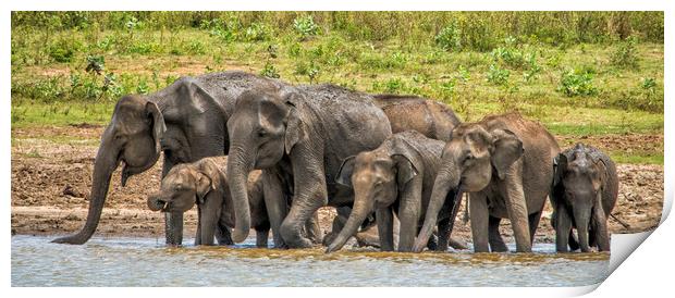 Thirsty Asian Elephants, Sri Lanka Print by Janette Hill