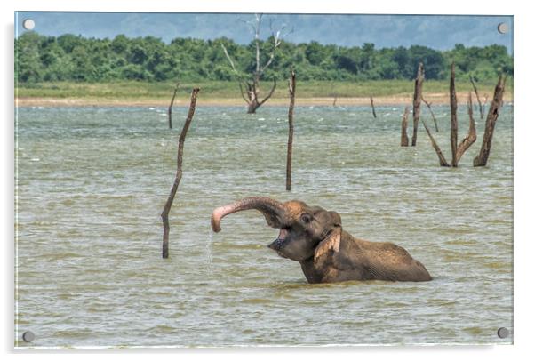 Wallowing Asian elephant, Sri Lanka Acrylic by Janette Hill
