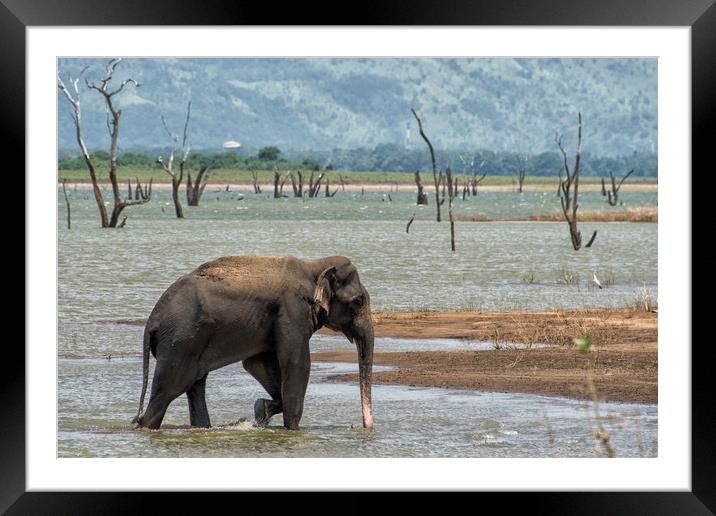 Asian elephant in the lake Framed Mounted Print by Janette Hill