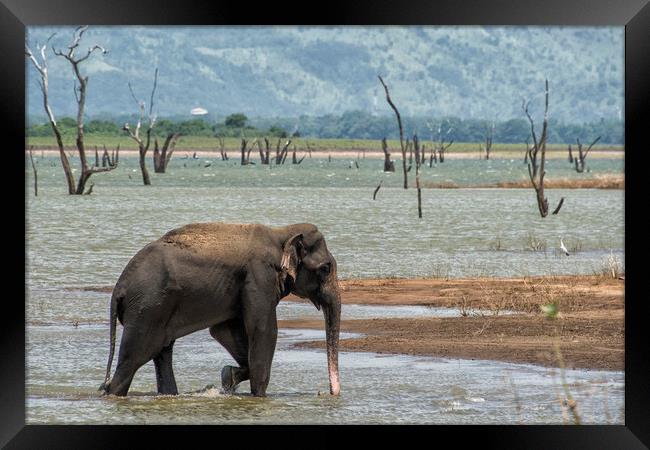 Asian elephant in the lake Framed Print by Janette Hill
