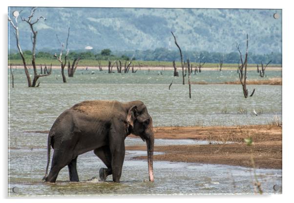Asian elephant in the lake Acrylic by Janette Hill