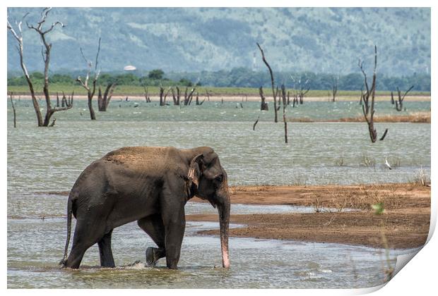 Asian elephant in the lake Print by Janette Hill