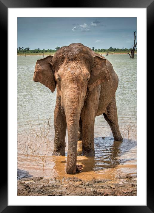 Lone Bull, Asian Elephant, Sri Lanka Framed Mounted Print by Janette Hill