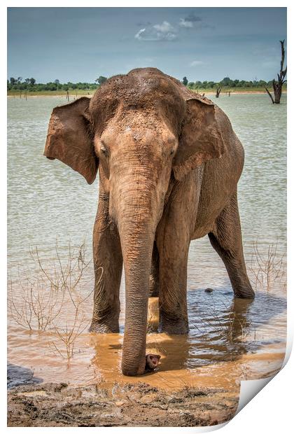 Lone Bull, Asian Elephant, Sri Lanka Print by Janette Hill