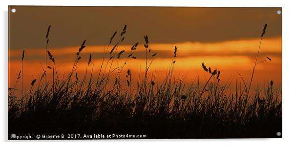 Grass Sunset Acrylic by Graeme B