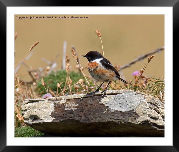 Male Stonechat 1 Framed Mounted Print by Graeme B