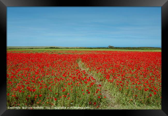 Poppies on West Pentire Framed Print by Diane Griffiths
