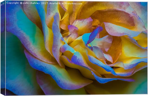 A Multicoloured Rose Canvas Print by colin chalkley