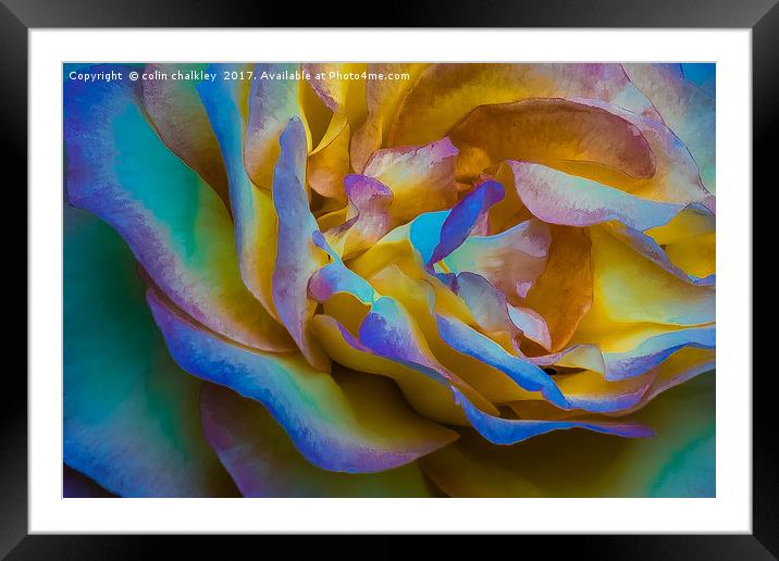 A Multicoloured Rose Framed Mounted Print by colin chalkley