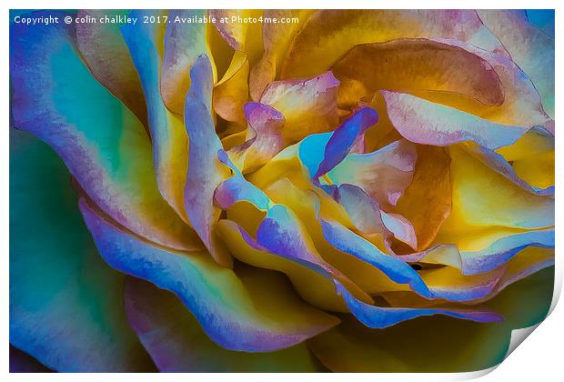 A Multicoloured Rose Print by colin chalkley