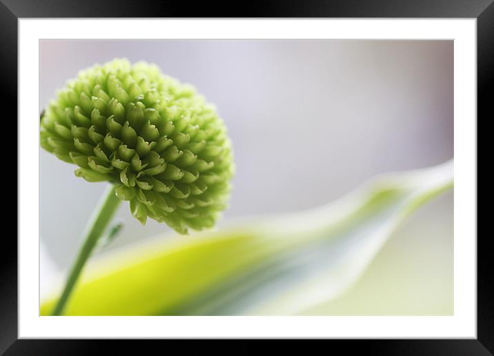 Pompom Chrysanthemum Framed Mounted Print by piera catalano