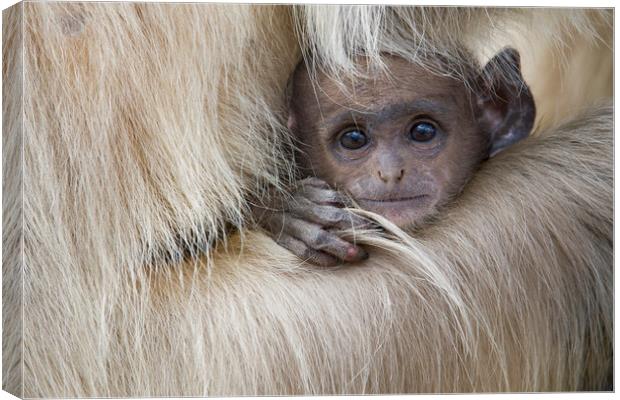 Baby Langur Monkey Canvas Print by Janette Hill