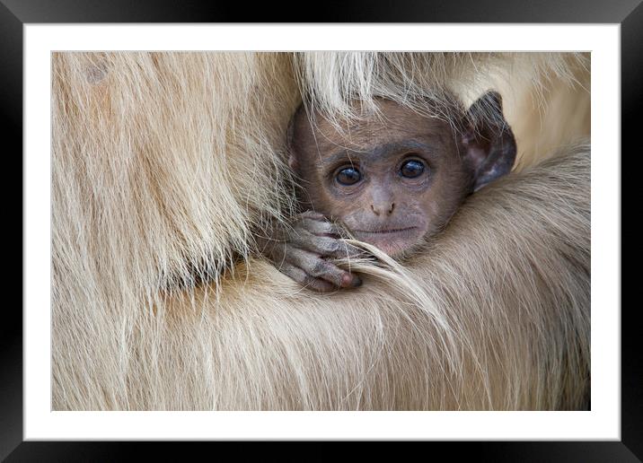 Baby Langur Monkey Framed Mounted Print by Janette Hill