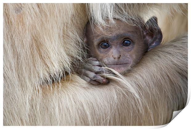 Baby Langur Monkey Print by Janette Hill