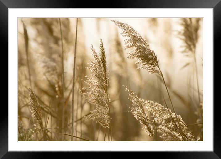 Grass in the evening sun Framed Mounted Print by Janette Hill