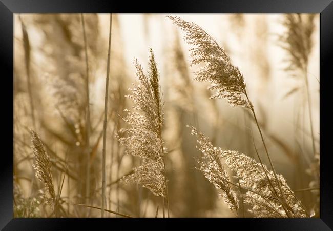 Grass in the evening sun Framed Print by Janette Hill