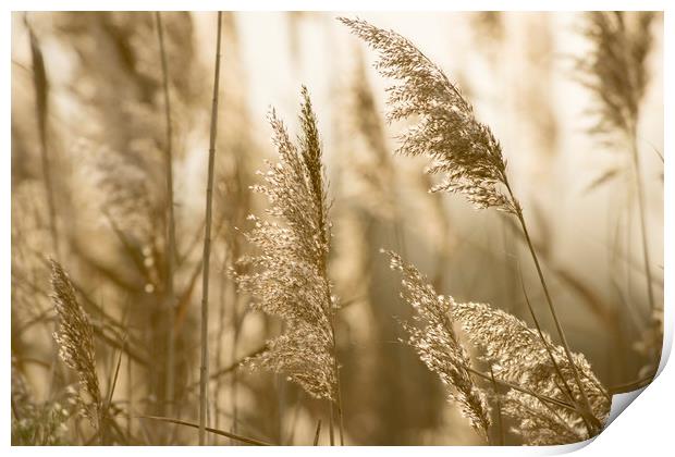 Grass in the evening sun Print by Janette Hill