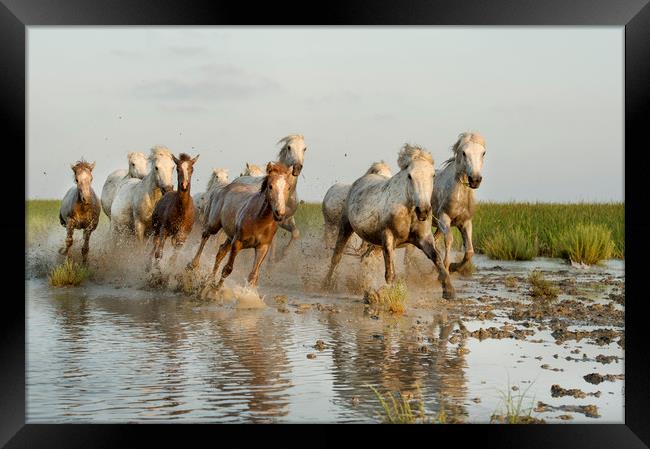Mares and Foals in the Marshes Framed Print by Janette Hill