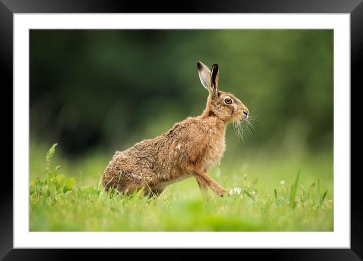 Brown Hare Profile Framed Mounted Print by Janette Hill