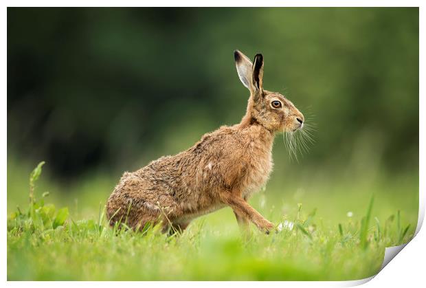 Brown Hare Profile Print by Janette Hill