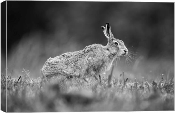 Brown Hare in Mono Canvas Print by Janette Hill