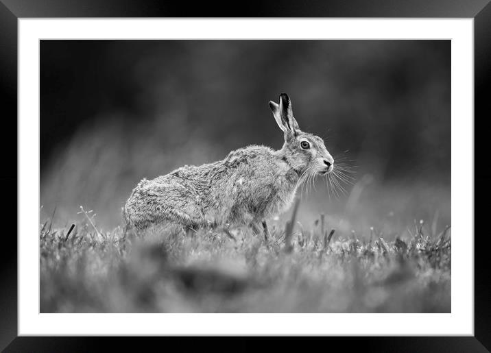 Brown Hare in Mono Framed Mounted Print by Janette Hill