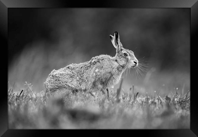 Brown Hare in Mono Framed Print by Janette Hill
