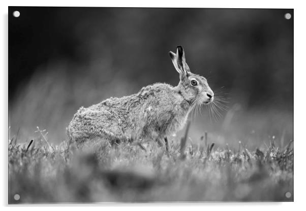 Brown Hare in Mono Acrylic by Janette Hill