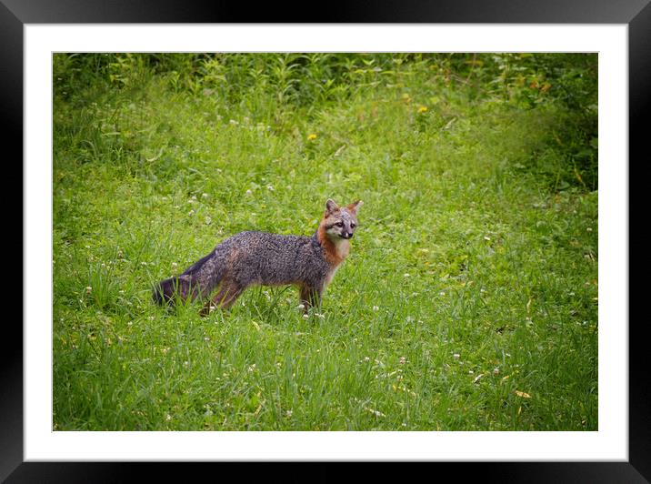 Pennsylvania Grey Fox Framed Mounted Print by Sarah Ball