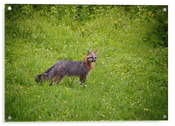 Pennsylvania Grey Fox Acrylic by Sarah Ball
