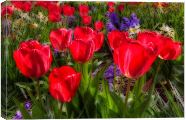 Tulips in Bloom Canvas Print by Martin Parkinson