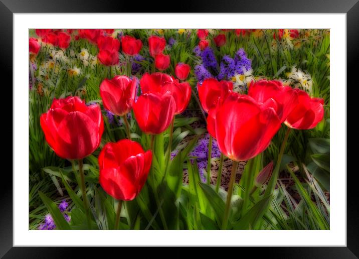 Tulips in Bloom Framed Mounted Print by Martin Parkinson