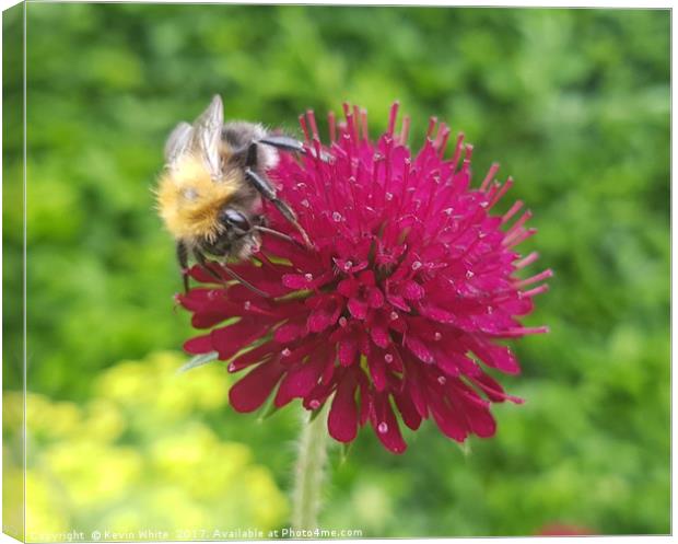 Busy Bee Canvas Print by Kevin White