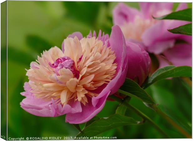 "Perfect Peony" Canvas Print by ROS RIDLEY