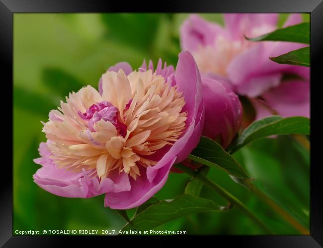 "Perfect Peony" Framed Print by ROS RIDLEY