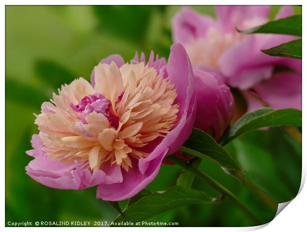 "Perfect Peony" Print by ROS RIDLEY