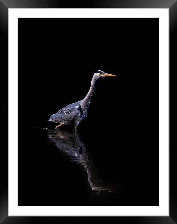 Grey Heron Fishing Framed Mounted Print by Tommy Dickson