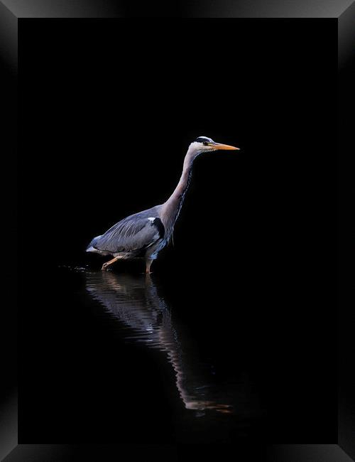 Grey Heron Fishing Framed Print by Tommy Dickson