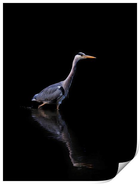 Grey Heron Fishing Print by Tommy Dickson