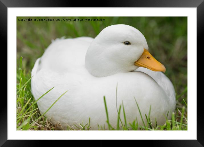white male callduck / call duck Framed Mounted Print by Jason Jones