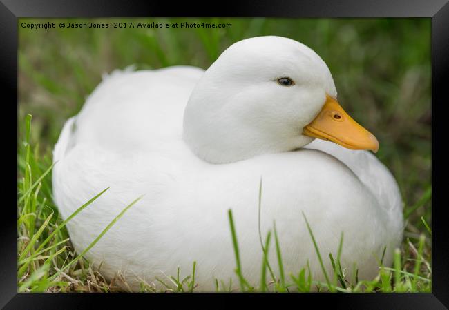 white male callduck / call duck Framed Print by Jason Jones